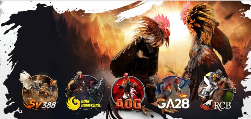 Đá gà trực tuyến – Thú chơi truyền thống, hiện đại hóa